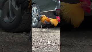 The Rooster Is Attacking My New Car [upl. by Ekoorb]