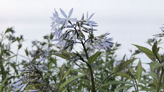 Amsonia Storm Cloud Bluestar  Terrific MultiSeason Native Perennial [upl. by Elohcan]