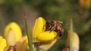 Abeilles élaboration pelotes pollen Ajonc PhF février 2017 [upl. by Yahsram]