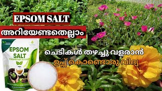 How to use EPSOM SALT for Plants  Advantages amp Disadvantages  Malayalam [upl. by Zerimar594]