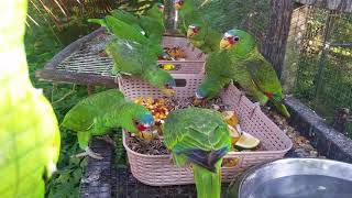 White fronted rehab parrots feeding [upl. by Sivam677]