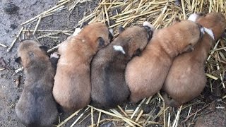 This Adorable Litter Of Dingo Puppies Will Melt Your Heart [upl. by Yemiaj]