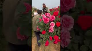 Ornamental rose transplanting process [upl. by Sivel213]