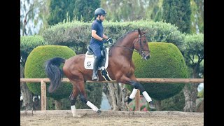 AMAZING COLT FOR DRESSAGE  ACTIVO DE SUSAETA [upl. by Karoline68]