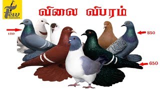 fancy pigeon price list in india  All fancy pigeon price in 2019 [upl. by Ynnaej139]