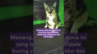 Preman Cantik Manja remix subscribe follow trending youtube video love cat like music dj [upl. by Anyahs]