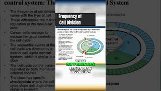Eukaryotic Cell Cycle  Division Frequency DIFFERS between cells 🦠 [upl. by Craner]