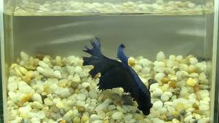 betta betta fish betta video betta bettafish ep 1228 [upl. by Alemaj]