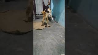 Sikander song 🐕🐶😂 song doglover youtubeshorts funny [upl. by Cordell]