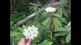 Leatherleaf viburnum looks tropical but is cold tolerant [upl. by Christoforo]