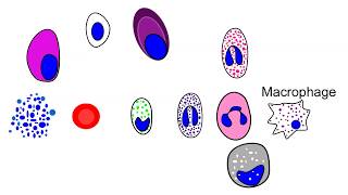 Blood cell production in the bone marrow hematopoiesis animation [upl. by Retepnhoj]