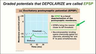 BIO 168 Module 10  Graded Potentials [upl. by Aipmylo695]