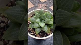 Haworthia…🥰 haworthia succulentaddict euphorbia cactusmania desertplants cactus plants [upl. by Acinom]