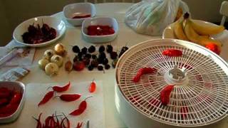 Dehydrating hot peppers [upl. by Ahsinam]