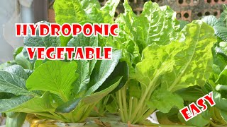 Easy DIY Hydroponic Gardening in Styrofoam Containers  Beginners Guide to Hydroponics at Home LKTV [upl. by Namreh]