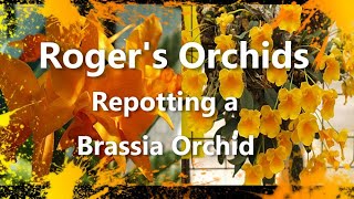 Repotting a Brassia Orchid [upl. by Enasus]