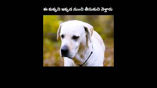 ఈ డాగ్ పిల్లని వీళ్లు తీసుకుని వెళ్తారుshorts intrestinfacts [upl. by Drusie]