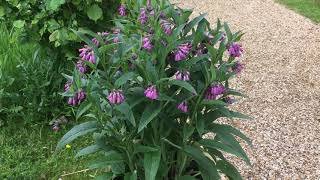 Growing Comfrey [upl. by Ambros]