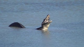 American Alligator duck hunting Laguna Atascosa NWR [upl. by Jara747]