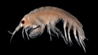 Facts Amphipods [upl. by Roee926]