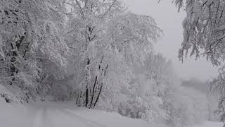 Relaxing Snowfall 2 Hours  Sound of Light Wind Breeze and Falling Snow in Forest Part 2 [upl. by Papotto]