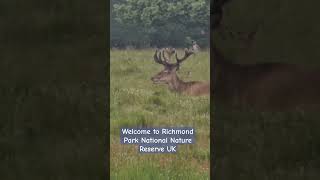 Welcome to Richmond Park National Nature Reserve UK [upl. by Amadeus]