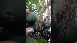 Betel nuts growing in my mini garden nature organicgardening garden betelnut [upl. by Kcirderf]