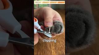 😱Your Cat’ll Love Nail Clipping❤️10min Training Guide [upl. by Bernardi863]