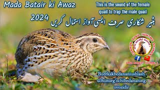 female quail call new 2024  Bater Madi awaz [upl. by Tadd]