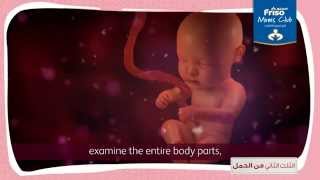 Second trimester of pregnancy الثلث الثاني من الحمل [upl. by Assili]