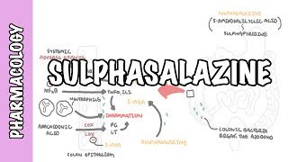 Sulphasalazine DMARD  Pharmacology mechanism of action metabolism side effects [upl. by Brazee]