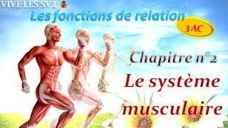 Le système musculaire Svt 3AC [upl. by Enaffit263]