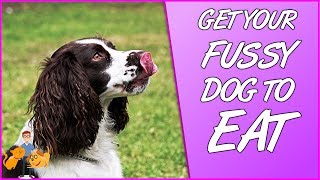 How to Get a Fussy Dog to Eat top tips for picky dogs [upl. by Ahsienor]