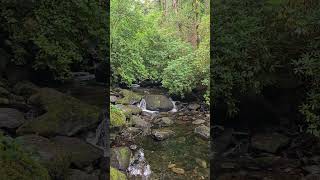 Torc Waterfall in Killarney cascades through a lush forest offering a breathtaking view [upl. by Smaj]