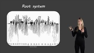 Root system [upl. by Tillo457]