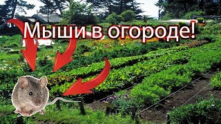 Мыши Как избавиться от мышей [upl. by Musa]