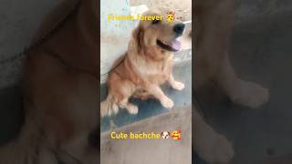 Tu badmash tera yaar badmash🥰🥳newsong doglover raghav24 [upl. by Nwahsir]