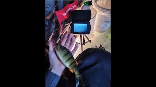 Underwater Perch Footage with Marcum Recon 5 [upl. by Falk]