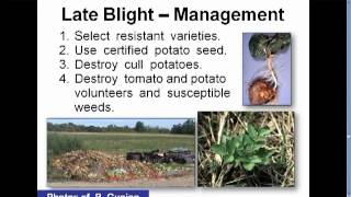 Late Blight Control in Your Organic Garden [upl. by Zelig165]