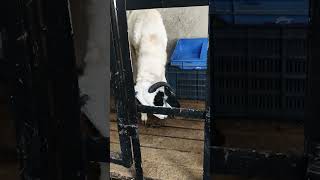 Fighter sheep cutting rop to go outside sheep viralvideo video ovis aries07 [upl. by Llenna932]