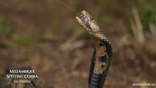 🐍 Mozambique Spitting Cobra Naja mossambica 🐍 [upl. by Haerdna]