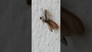 Jumping Spider rotates its meal [upl. by Hewes119]