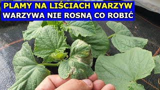 Plamy na Pomidorach Ogórkach Białe Liście Ogórków Fioletowe Pomidorów Dlaczego Warzywa nie Rosną [upl. by Alderman17]