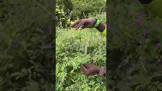 Tephrosia purpurea🌱கொழுஞ்சி செடி 🌱வயலுக்கு தழை உரமாக பயன்படும் ✌️ kanyakumari nature vlog fun [upl. by Novek]