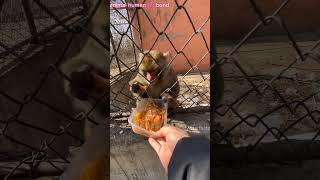 Ronchi monkey 🐒 insano को देखते ही unpe हमला क्यू kar deta था🥹🥹 [upl. by Osmo39]