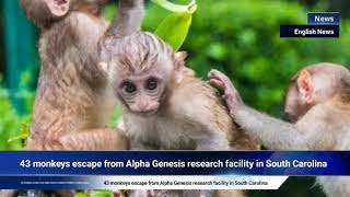 43 monkeys escape from Alpha Genesis research facility in South Carolina [upl. by Friederike306]