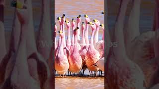 Did You Know A Group of Flamingos is Called [upl. by Kate]