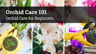 Orchid Care 101  Orchid Care for Beginners [upl. by Nalaf718]