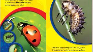 The Life Cycle of a Ladybug Read Aloud [upl. by Chuah]