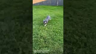 Frenchie zoomies shorts youtubeshorts fyp frenchbulldog cutepuppy [upl. by Emyle]